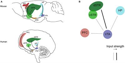 The VTA dopaminergic system as diagnostic and therapeutical target for Alzheimer's disease